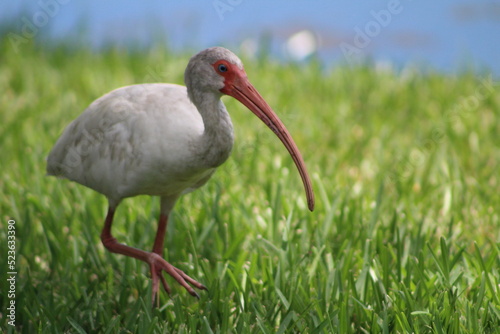 A look at an American White Ibis 