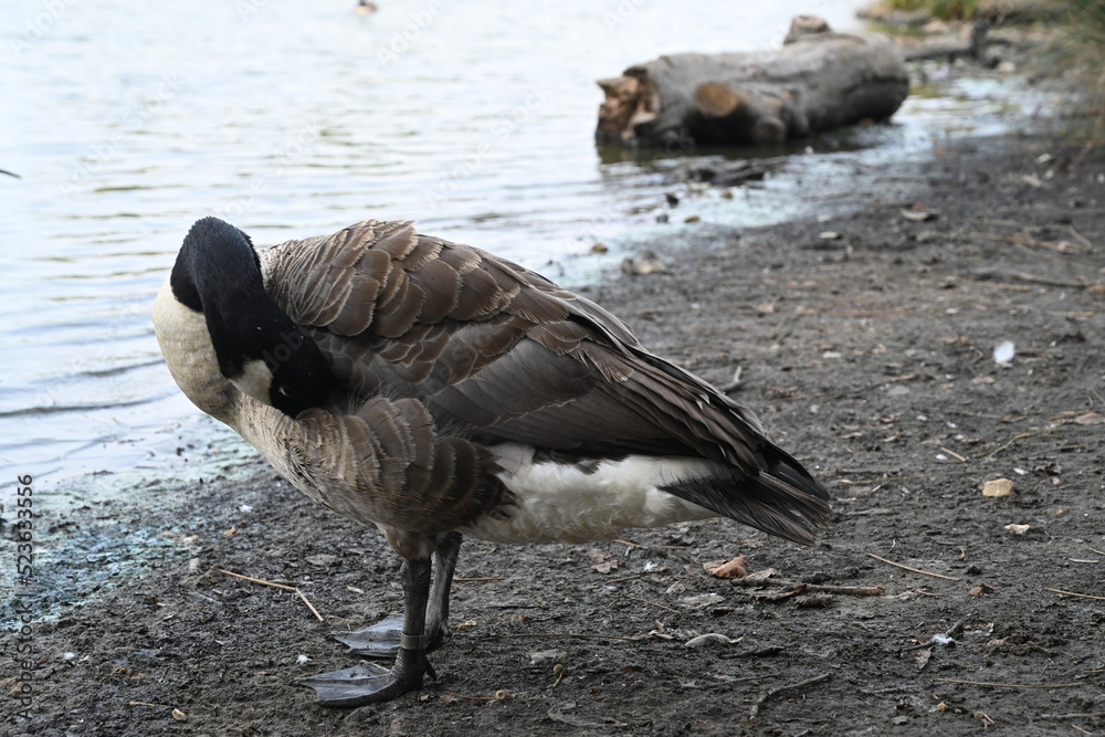 black headed goose near the river bank