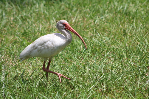 A look at an American White Ibis 