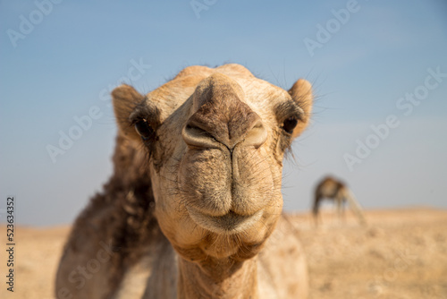 Camel face