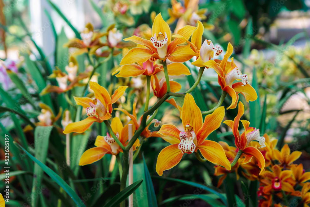 Close up portrait of beautiful flowers, Orchid in the Botanical Garden, Orchidaceae Close up portrait of beautiful flowers, Orchid in the Botanical Garden, Orchidaceae