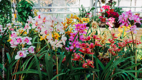Fototapeta Naklejka Na Ścianę i Meble -  Close up portrait of beautiful flowers, Orchid in the Botanical Garden, Orchidaceae