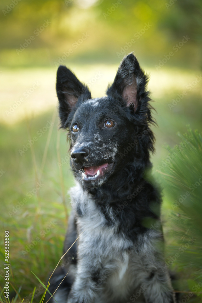 Portrait of dog puppy mudi. She is so nice dog.