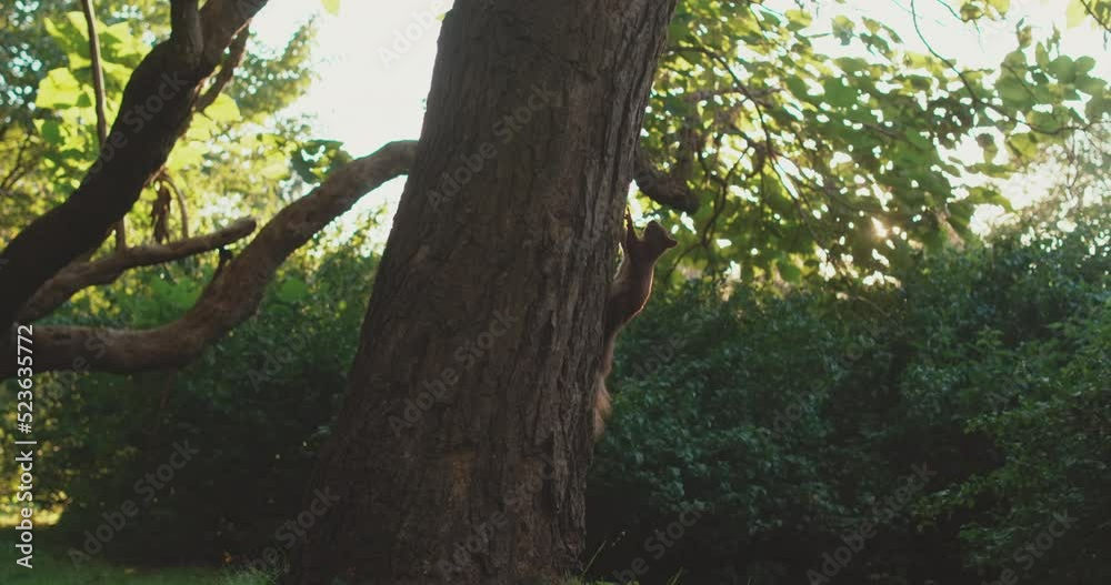 Red squirrel on tree in park, in a natural environment.
Red squirrel on tree in park, in a natural environment.