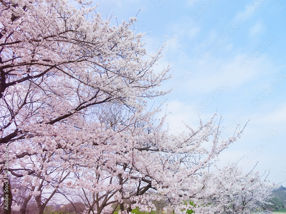 桜