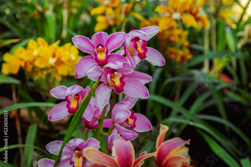 Beautiful blooming multicolored orchid flowers