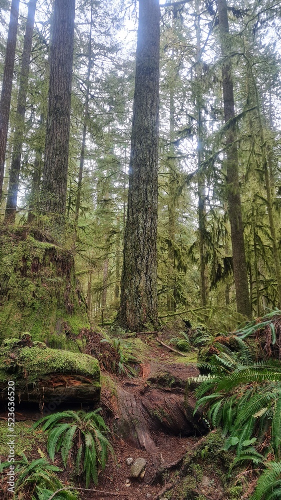 pine tree forest pine tree forest