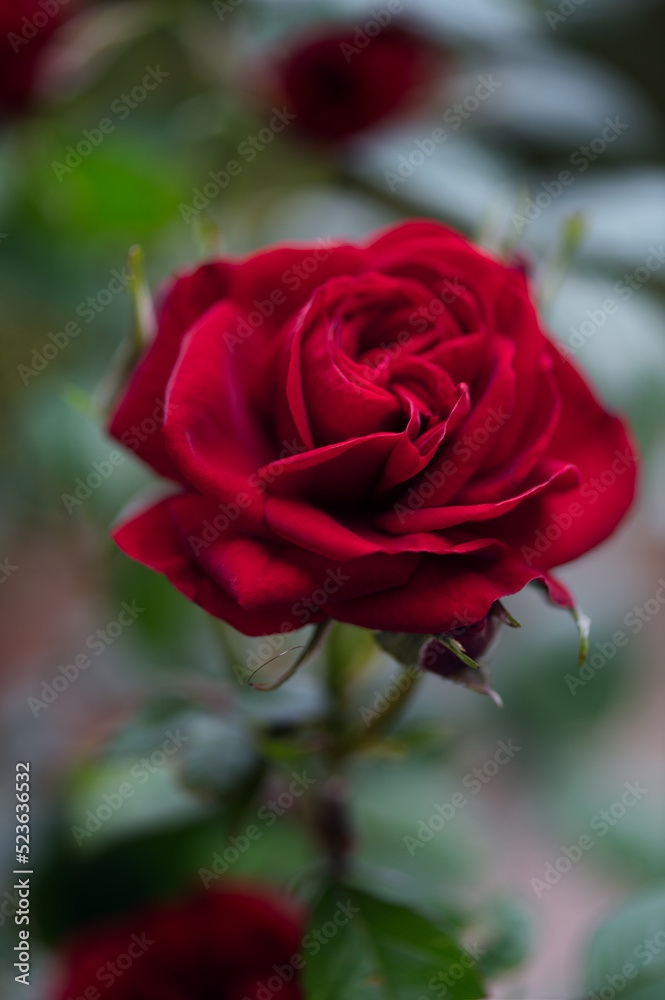 Close up of beautiful classic red garden roses Close up of beautiful classic red garden roses