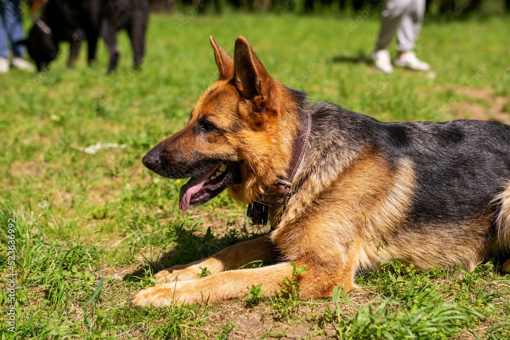 German Shepherd lies on the grass in the forest. German Shepherd lies on the grass in the forest.