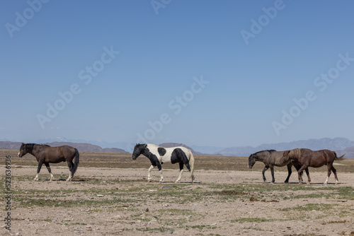 Wild Horses in the Utah Desert