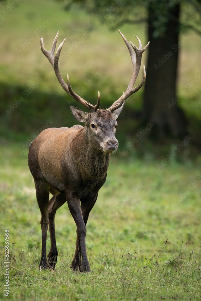 Red deer, cervus elaphus, walking on grassland in autumn from front in vertical shot. Stag approaching on meadow in fall. Antlered mamml coming closer in field. Red deer, cervus elaphus, walking on grassland in autumn from front in vertical shot. Stag approaching on meadow in fall. Antlered mamml coming closer in field.