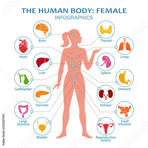 The human body: female. Human body anatomy with icons of human internal organs. Medical infographic. Isolated. Vector illustration