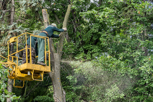 Workers cut down an old dry dead tree with a chainsaw in a city park using a truck crane.