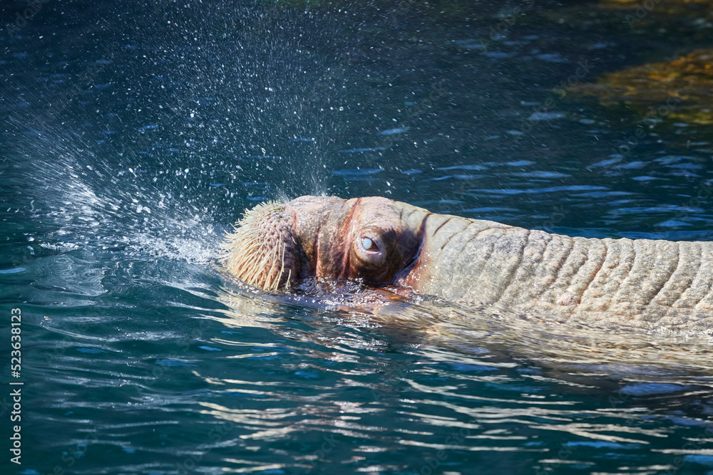 Obraz premium Pacific walrus swimming at the zoo, (Odobenus rosmarus)