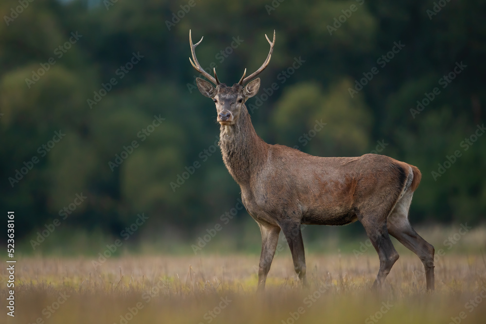 Young red deer, cervus elaphus, standing on dry meadow in autumn nature. Juvenile stag looking on field in fall. Immature male mammal watching on pasture.