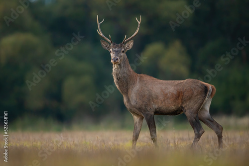 Young red deer, cervus elaphus, standing on dry meadow in autumn nature. Juvenile stag looking on field in fall. Immature male mammal watching on pasture.