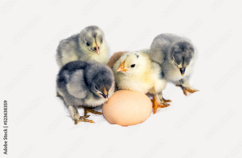 one or many little chicken babies and one egg isolated on light white gray background.easter farming,growing birds at home,free space for text.yellow grey black color chicks.which came first