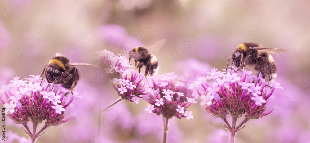 bumblebees and butterfly on the garden flower - macro photo