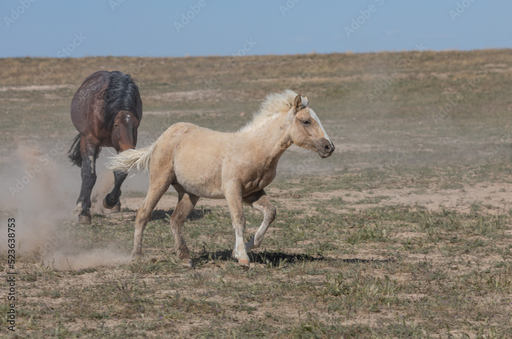 Fototapeta premium Wild Horses in the Utah Desert