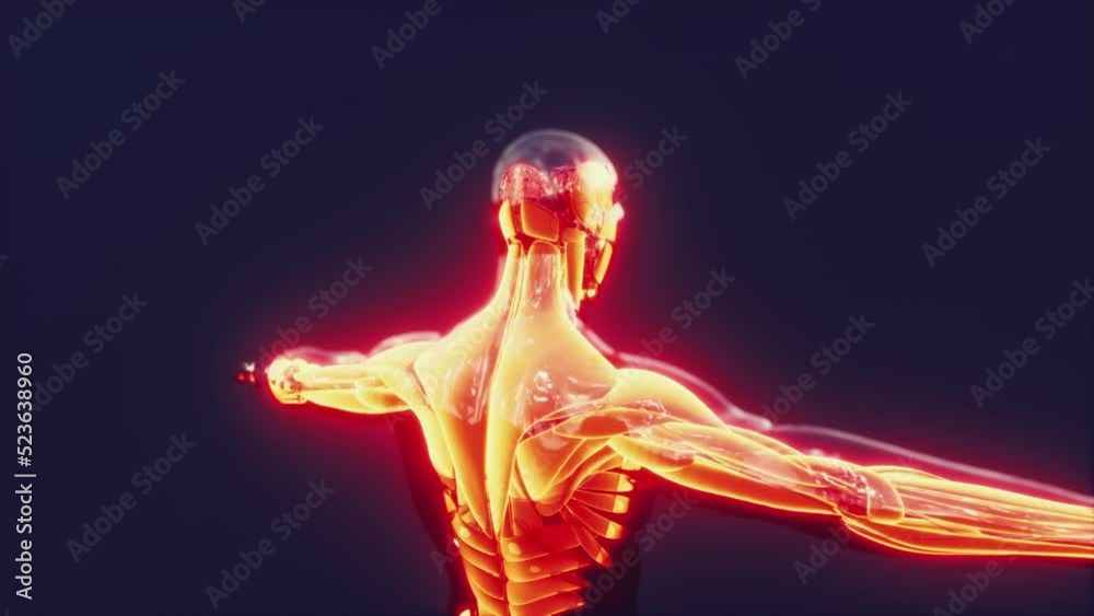 Human muscular system anatomical infographic Human muscular system anatomical infographic