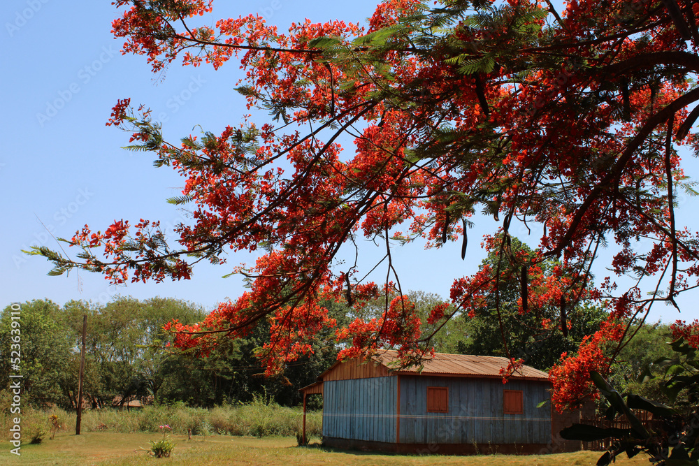 Obraz premium casa en el campo