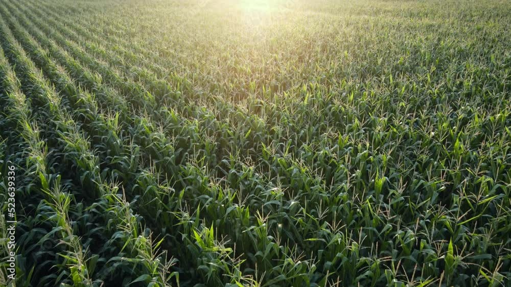 Corn field at sunset, beautiful colourful crop at sunset. Aerial view