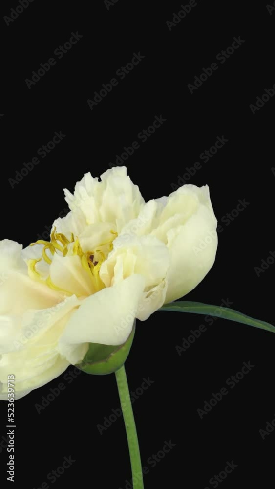 Time lapse of opening, dying and rotating white Peony flower with ALPHA transparency channel isolated on black background, vertical orientation Time lapse of opening, dying and rotating white Peony flower with ALPHA transparency channel isolated on black background, vertical orientation