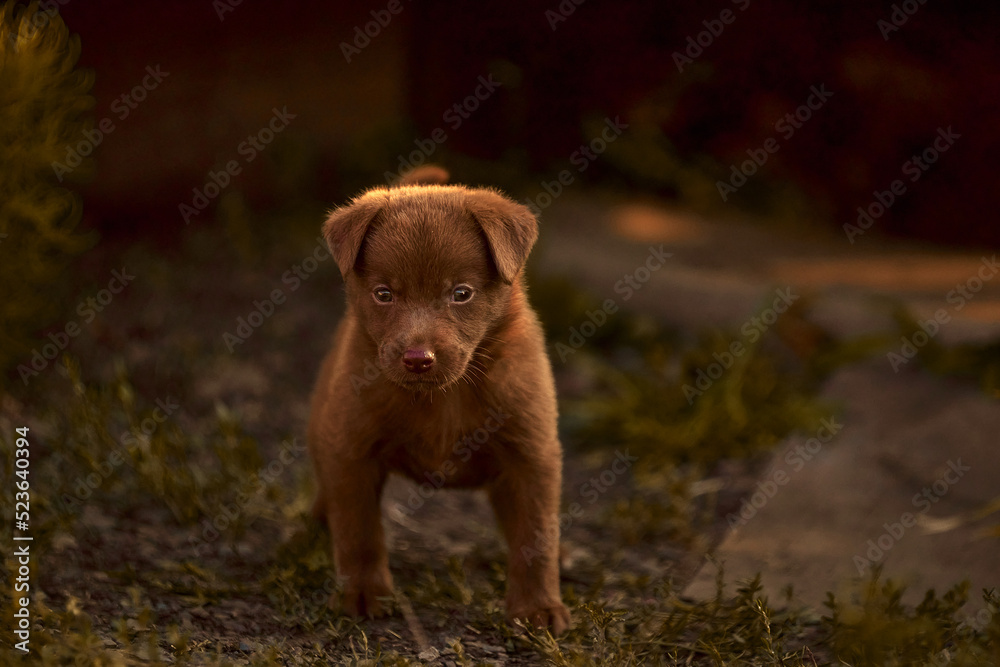 golden retriever dog