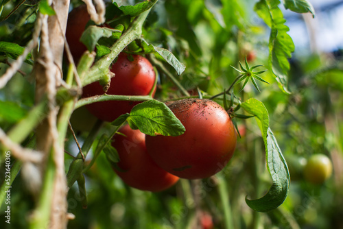 Tomato crops planted in soil get ripe under sun close up. Cultivated land with sprout. Agriculture plant growing in bed row. Green natural food crop