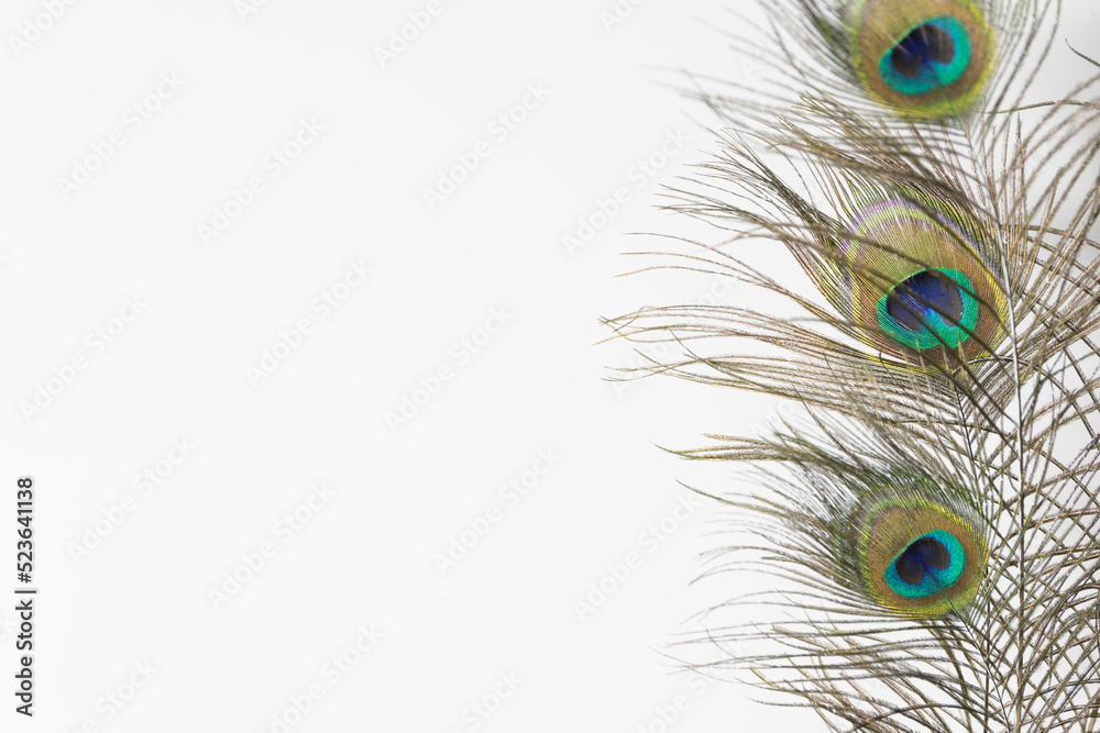 Fototapeta premium Creative background with a peacock feathers isolated on white. copy space