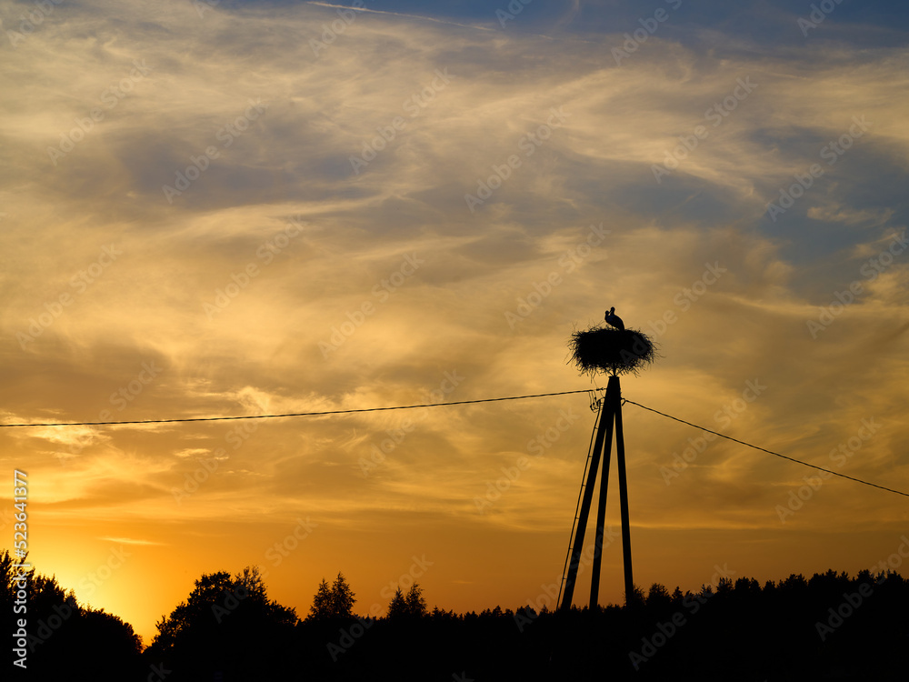 A stork birds pair in the nest on the electric pole against cloudy sky at the sunset. Dark forest on the background.
