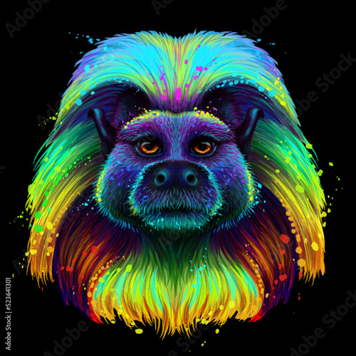 Photography Cotton-top marmoset