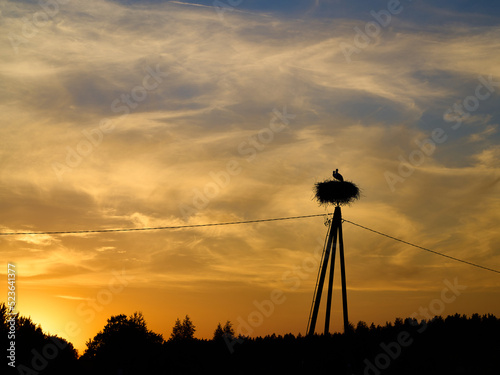 A stork birds pair in the nest on the electric pole against cloudy sky at the sunset. Dark forest on the background.