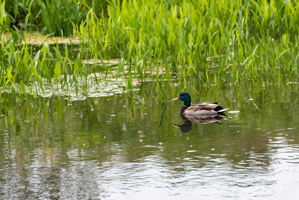 A Mallard Drake Duck Swimming In The Marsh A Mallard Drake Duck Swimming In The Marsh