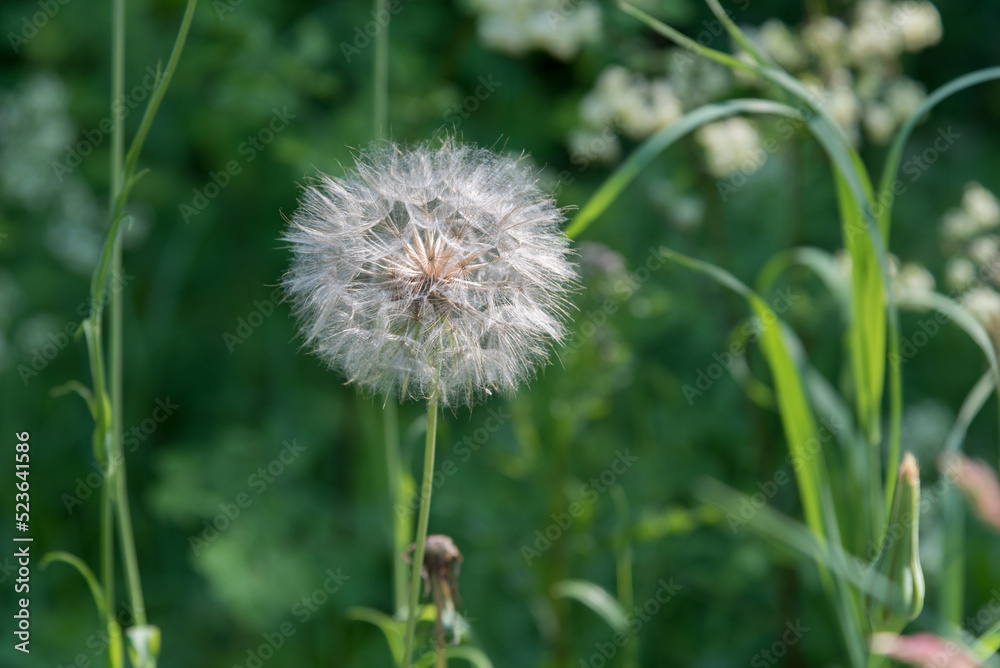 Fototapeta premium White Fluff Of The Dandelion Flower Gone To Seed