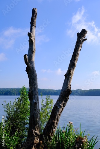 Abgestorbene Bäume an einem See © Karsten
