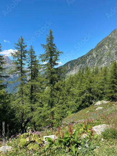 Mont Blanc Greenery