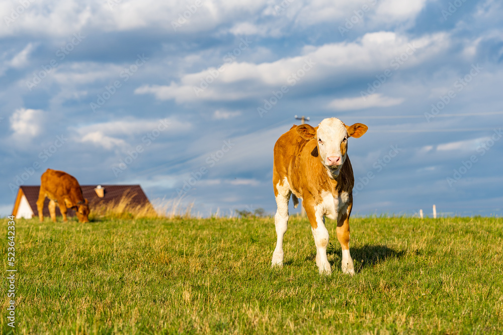 single calmed and relaxed white beige calf grazing in the green field on a sunny day. Calf looking at camera. Copy space, Slovakia, Europe single calmed and relaxed white beige calf grazing in the green field on a sunny day. Calf looking at camera. Copy space, Slovakia, Europe