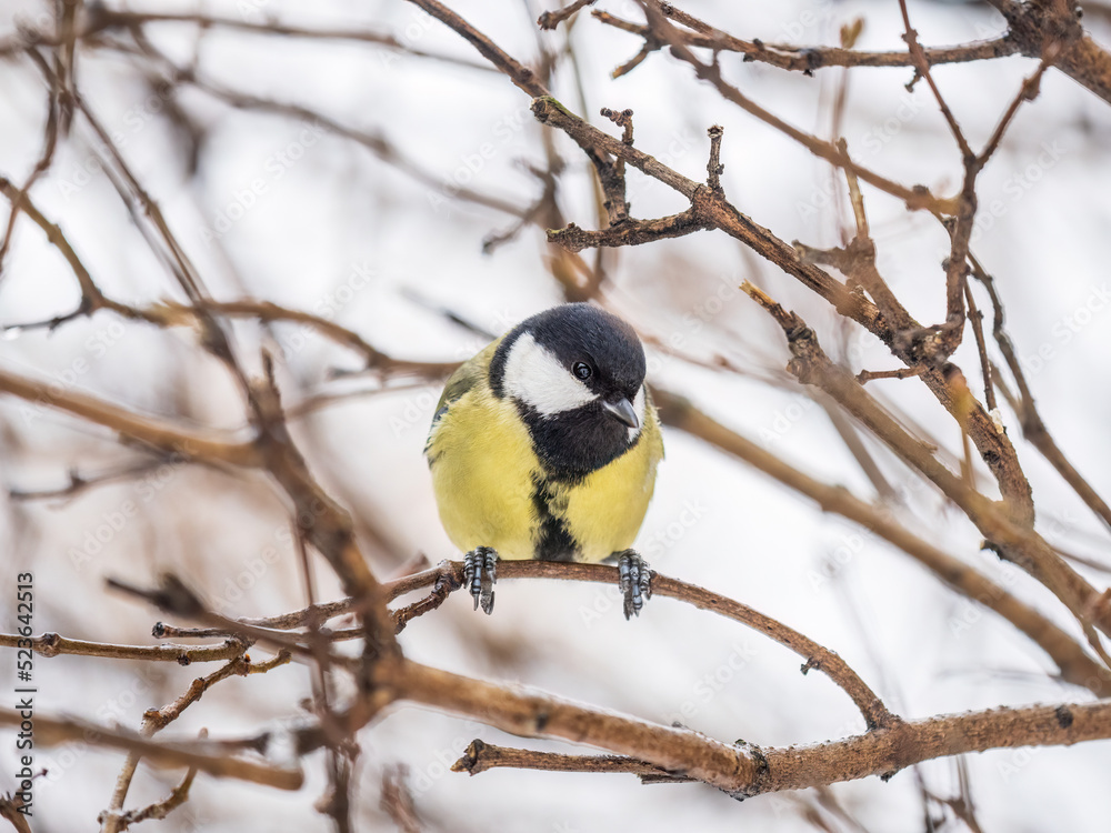 Cute bird Great tit, songbird sitting on a branch without leaves in the autumn or winter. Cute bird Great tit, songbird sitting on a branch without leaves in the autumn or winter.