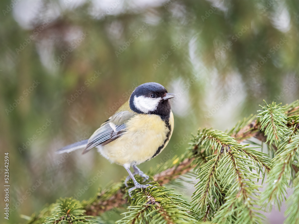 Cute bird Great tit, songbird sitting on the fir branch Cute bird Great tit, songbird sitting on the fir branch