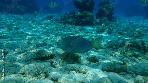 Stoplight parrotfish (Sparisoma viride) undersea, Caribbean Sea, Cuba, Playa Cueva de los peces 