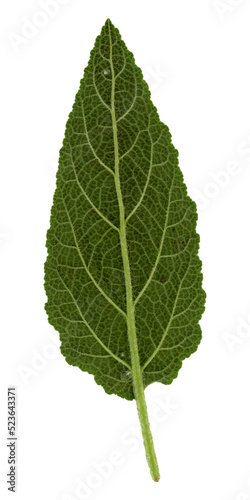 Meadow sage leaf transparent PNG