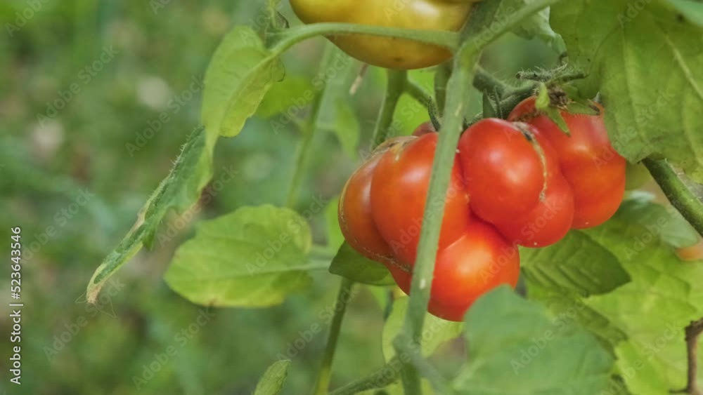 Ripe tomato vegetable growing in the garden ready for harvesting. Agriculture or gardening concept. Close up. 4k video Ripe tomato vegetable growing in the garden ready for harvesting. Agriculture or gardening concept. Close up. 4k video