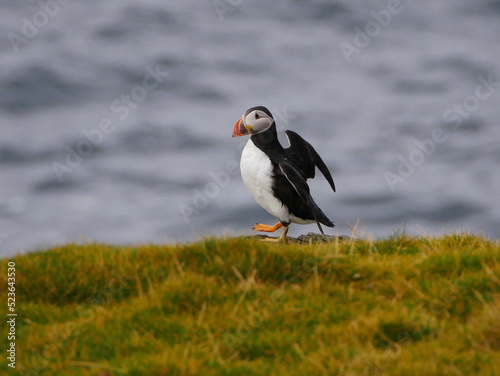 Puffin stretching its wings, Brough Head, Orkney 