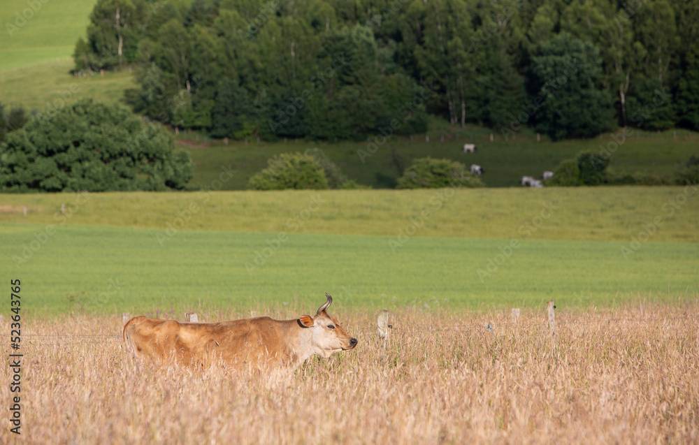 cow in very high grass of summer meadow in belgian ardennes region cow in very high grass of summer meadow in belgian ardennes region