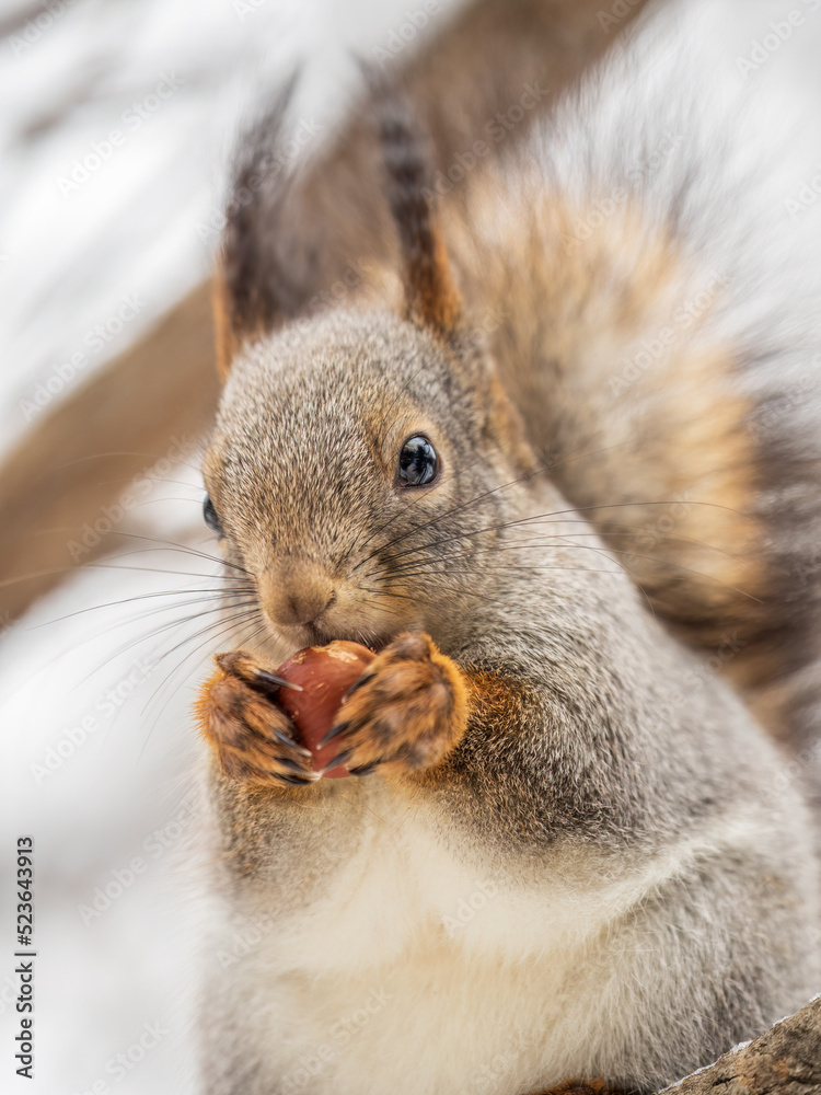 Obraz premium The squirrel with nut sits on tree in the winter or late autumn