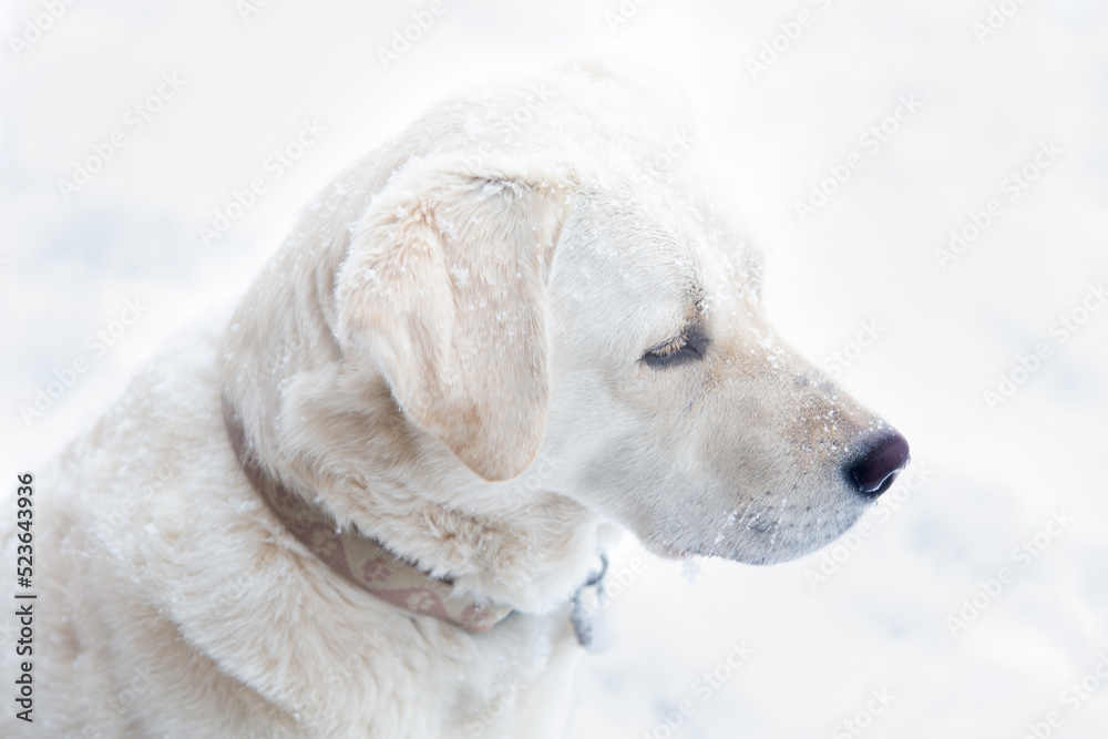White Labrador Retriever in Snow White Labrador Retriever in Snow