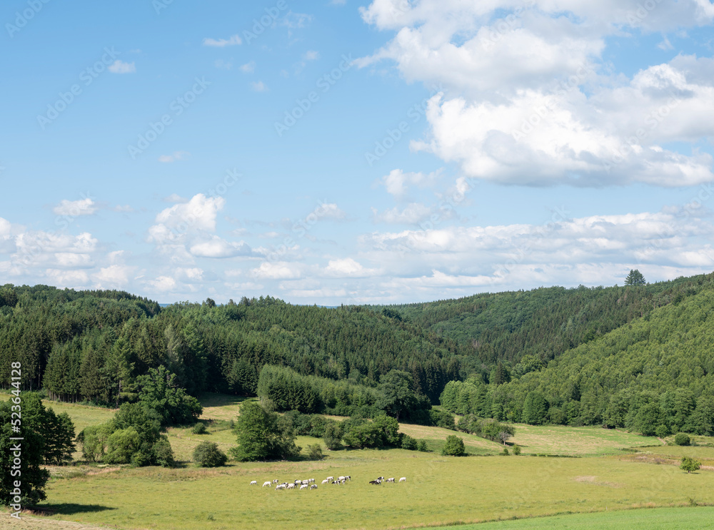 cows in green meadow between bastogne, La Roche and St Hubert in belgium