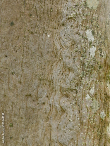 Detail of one of the Stones of Stenness, Orkney