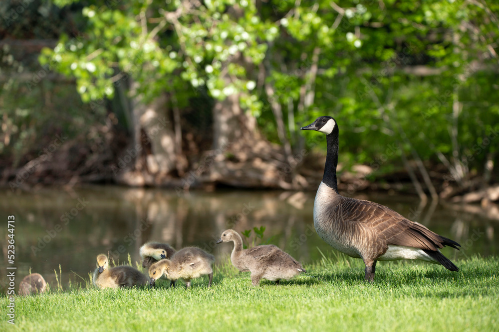 Canada goose mother is alert with her baby goslings at a lake in Colorado, USA Canada goose mother is alert with her baby goslings at a lake in Colorado, USA